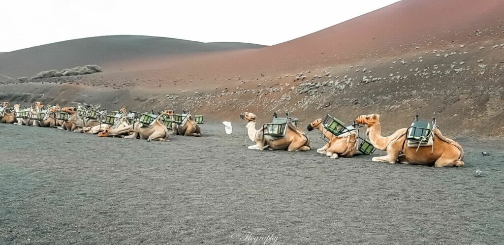 dromadaire porteurs pour touristes timanfaya lanzarote