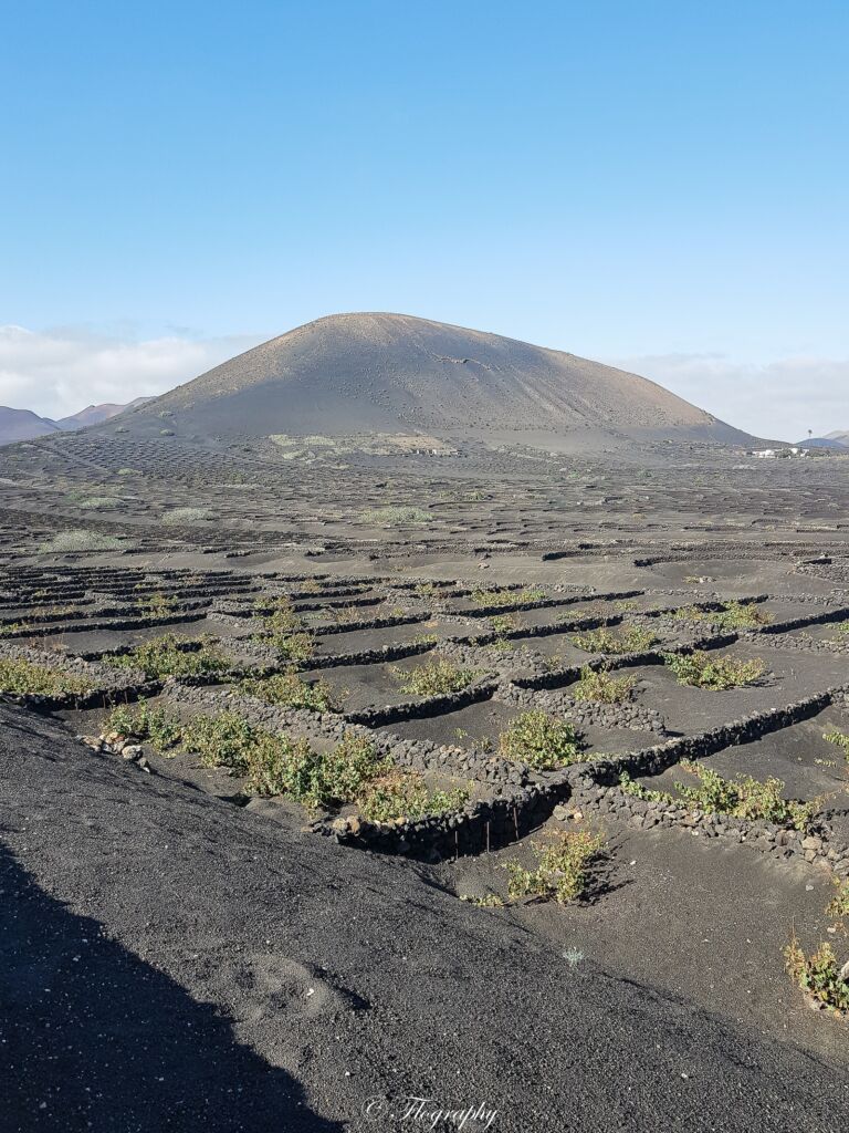 parcelle de vignes dans la roche de lave noir à la Geria à Lanzarote