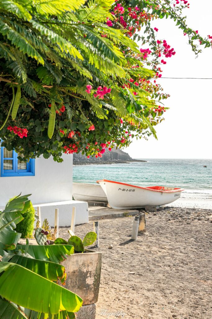 fleurs en bord de mer avec une barque de pecheur à Pozo Negro à Fuerteventura