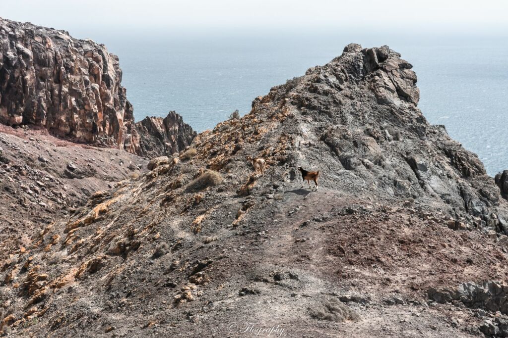 Wild goat biquette fuerteventura