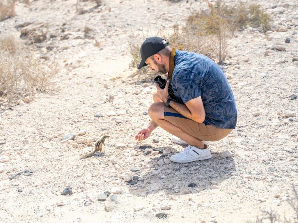 écureuil de barbarie sauvage à Fuerteventura