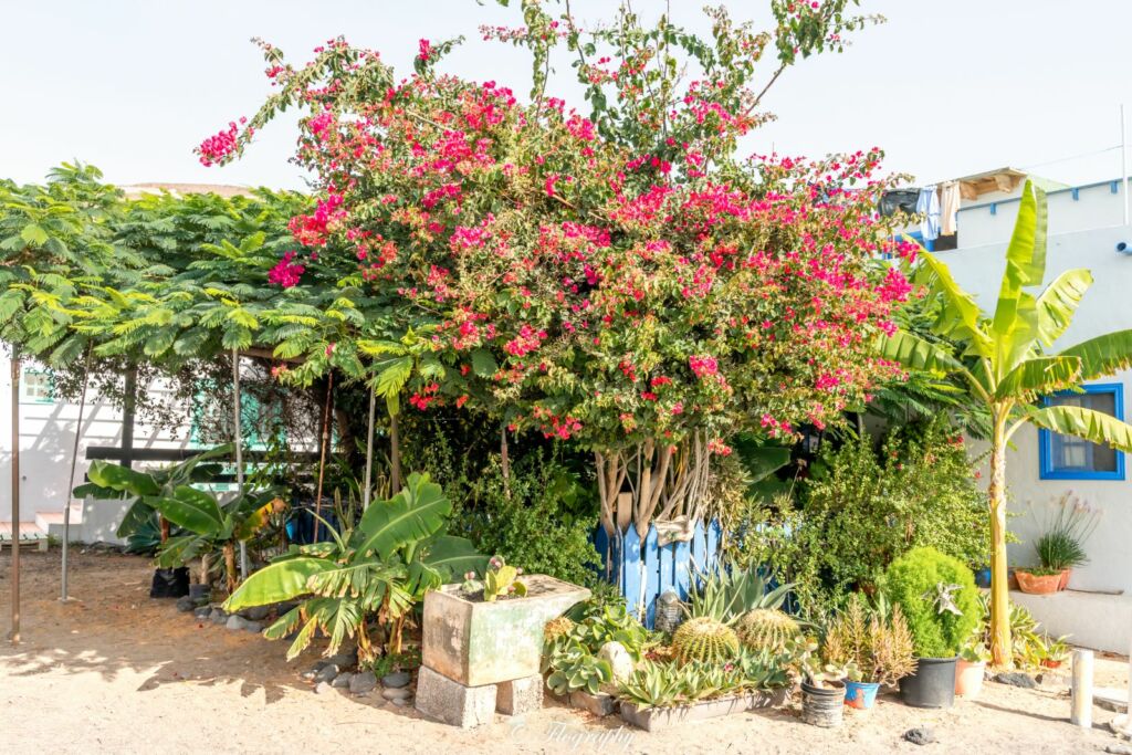 un jardin d'un particulier en bord de plage de Pozo Negro à Fuerteventura