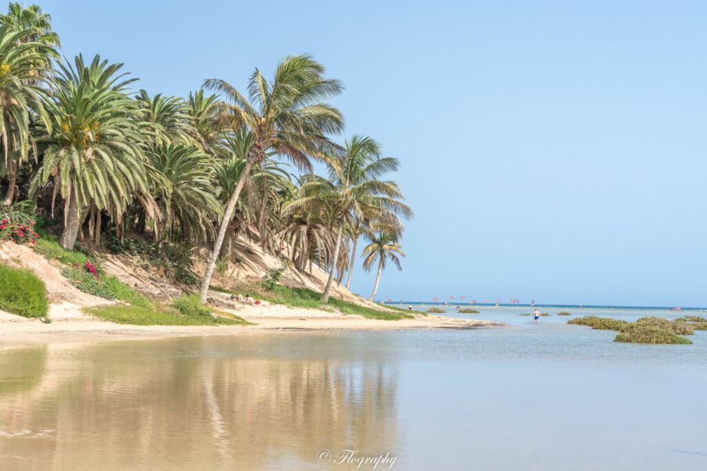 plage lagune avec des palmiers de Sotavento à Fuerteventura