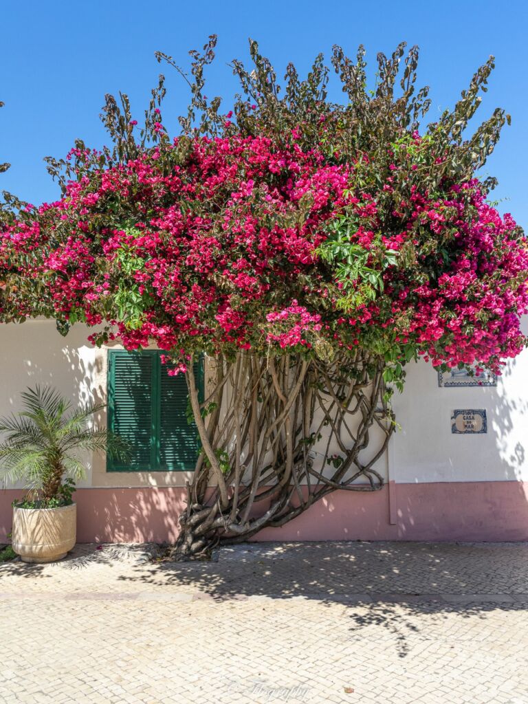 Fleurs bougainvillier dans une rue de Cascais au Portugal