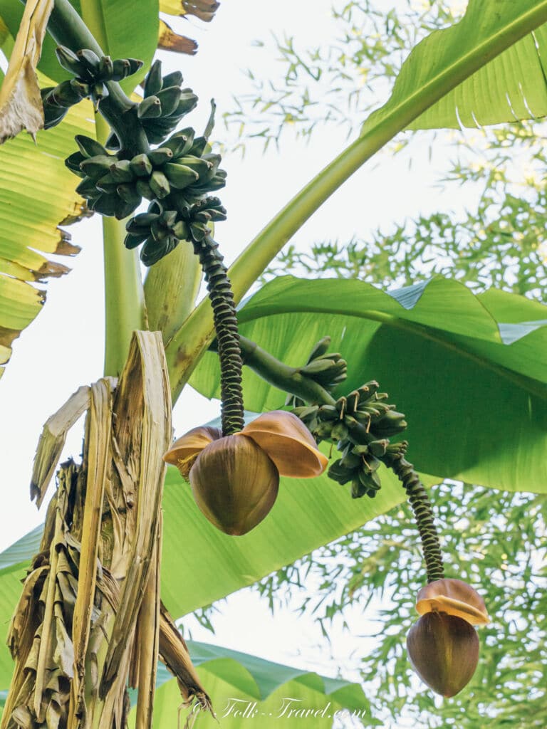 bananes sur un bananier bambousaie la roque gageac