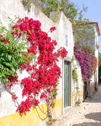 maison fleurit avec bougainvilliers à Obidos au Portugal