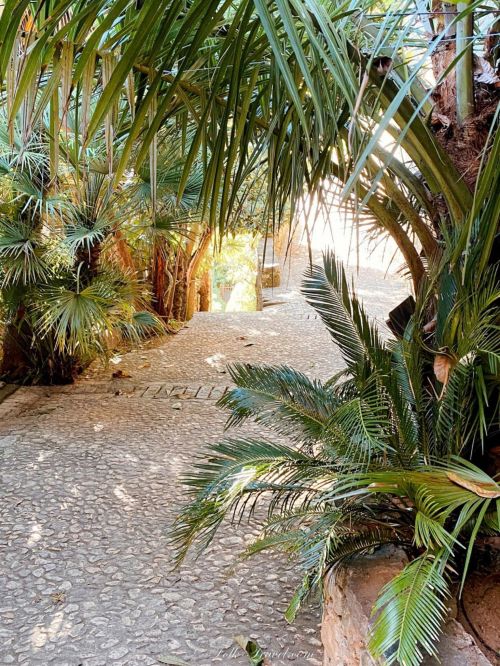 plantes exotique ruelle la roque gageac Dordogne